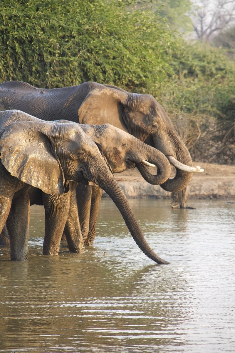 African Safari at Night